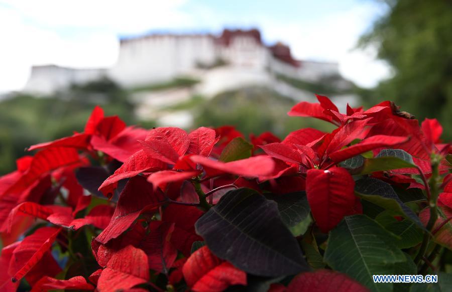 Lhasa prepares for 50th anniversary of Tibet autonomous region