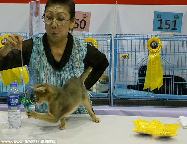 Cats and dogs of China come together at Aqua Fair Asia 2015