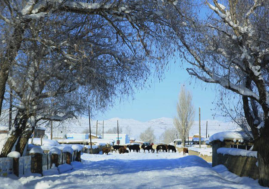 Gorgeous rime scenery in China's Xinjiang