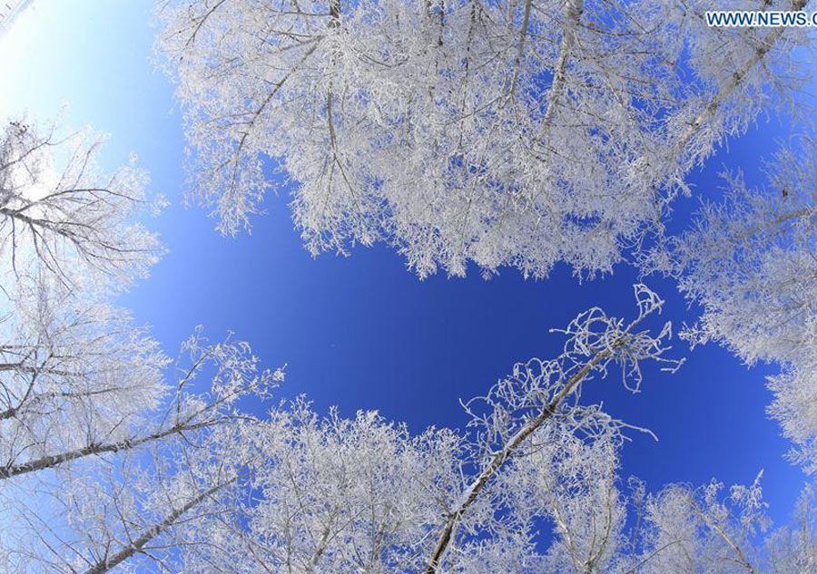 Gorgeous rime scenery in China's Xinjiang