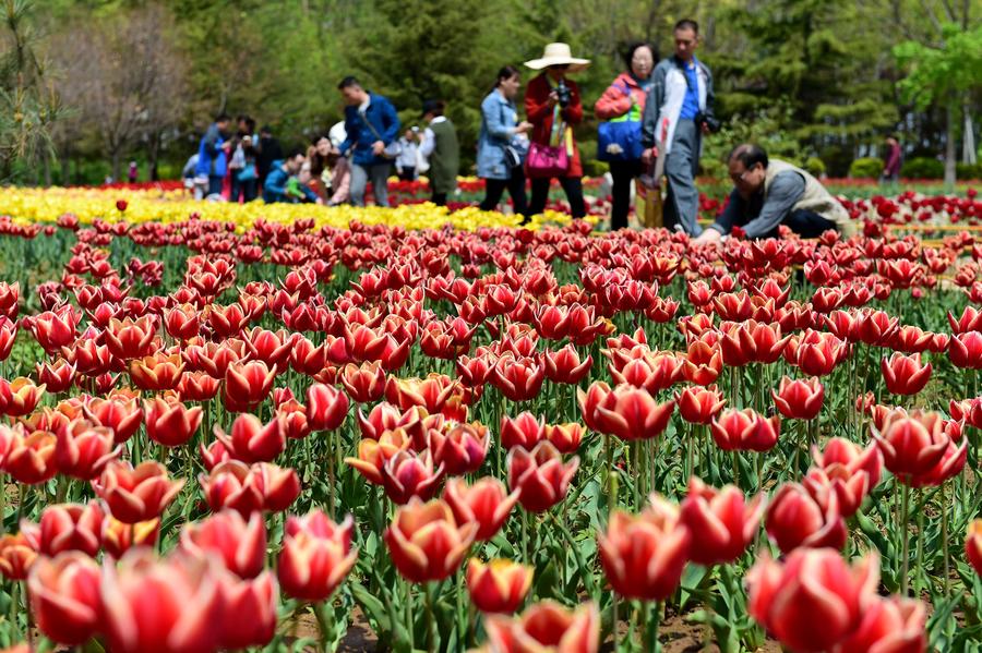 Flowers blossom in Jinan