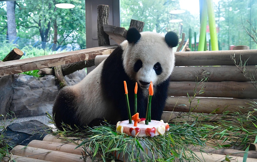 Chinese panda Meng Meng celebrates 4th birthday at Berlin zoo