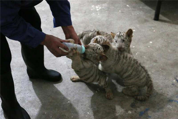 Video shows white tiger cubs play in Taiyuan Zoo's nursery