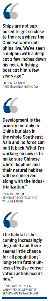 Plight of dolphins major issue amid city expansion