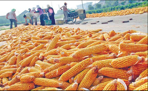 Corn crop headed for record