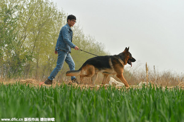 Trainer who handles dogs with love, patience