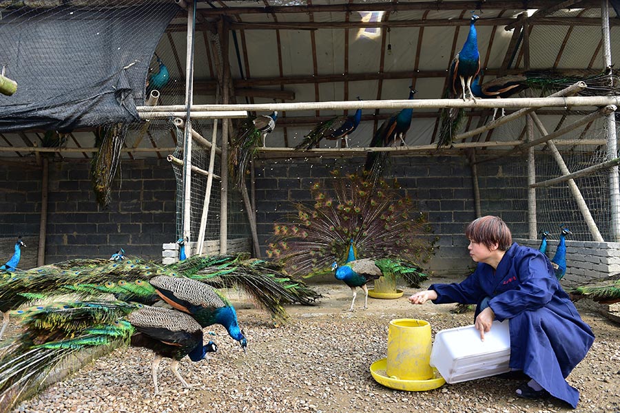 Farmer couple finds wealth in raising peacocks