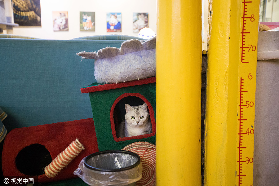 Cat 'waiters' welcome guests in Beijing