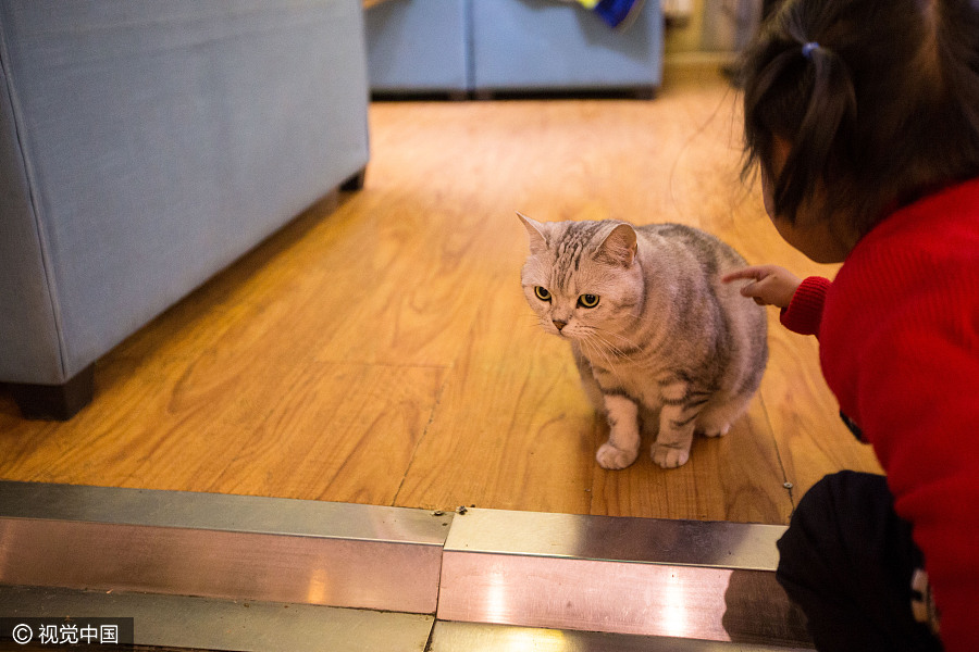 Cat 'waiters' welcome guests in Beijing