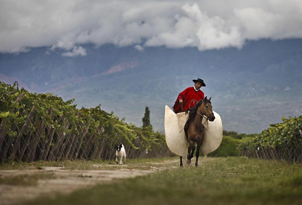 Grape expectations from Argentina