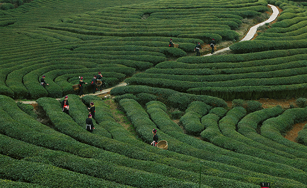 She ethnic group: Living, singing and working in tea plantations