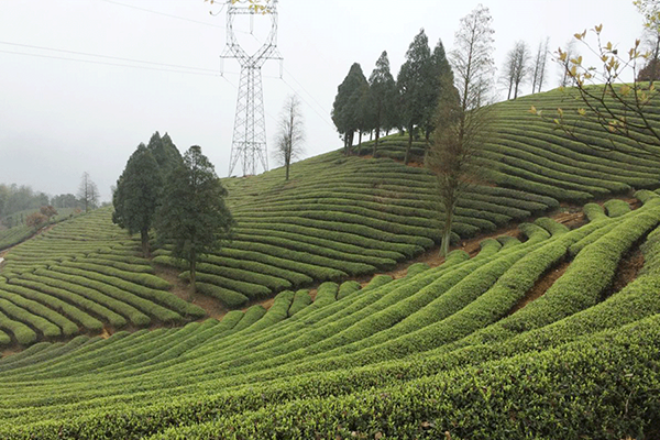 She ethnic group: Living, singing and working in tea plantations