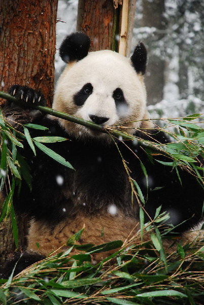 Giant pandas arrive at new home in Tokyo's zoo