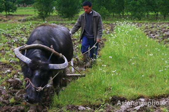 Extra help on the farm in time for spring