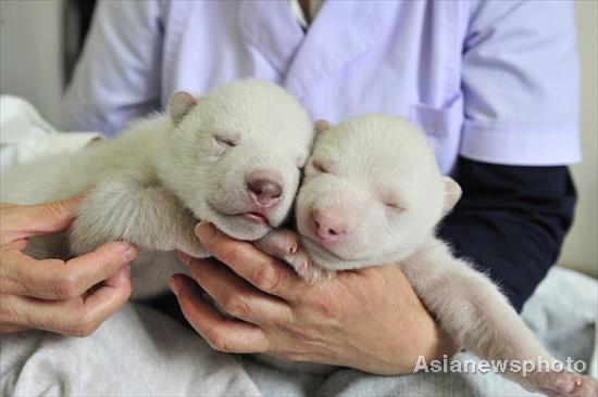 Polar bear twins meet the public