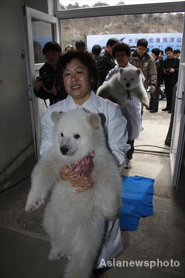 Polar bear twins meet the public