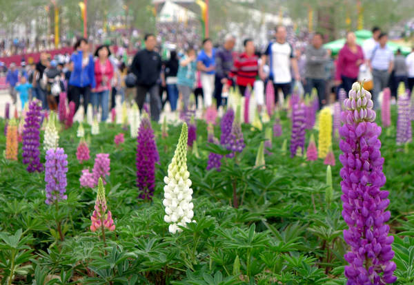 Horticultural Expo sees tourist flow peak