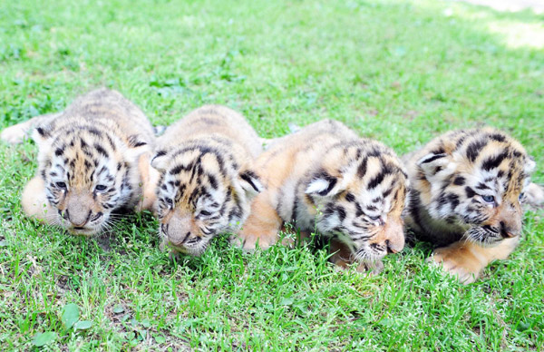 'Hero tiger mom' gives birth to quadruplets