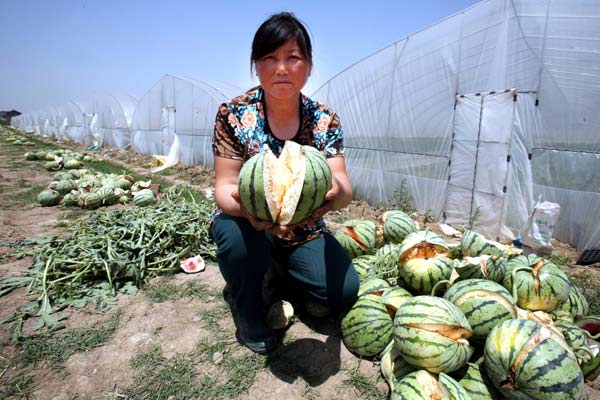 Watermelons wasted