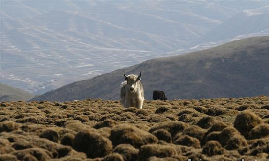 Plateau grasslands threatened by stone mining