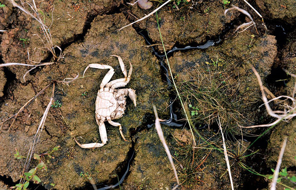 Severe drought ravages Central and East China