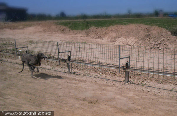 Police shut illegal dog racetrack in NW China