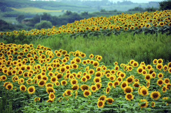 A flourish of sunflowers wow visitors