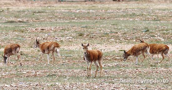 Great migration of Tibetan antelopes