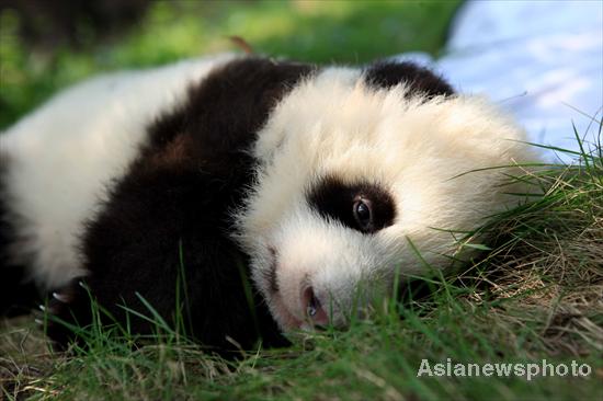 Panda cubs sunbathe in SW China