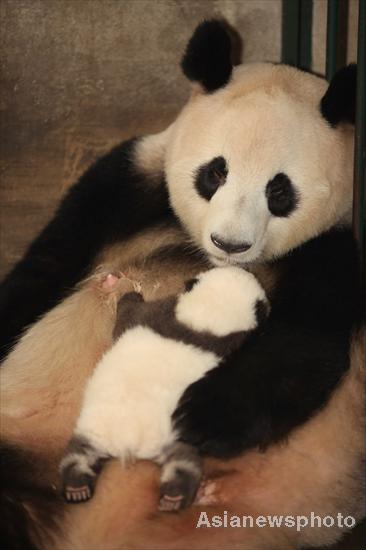 Pandas get health checkup in SW China