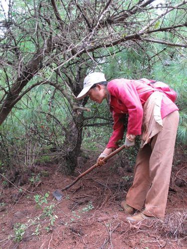 Threat to truffles leaves a bad taste