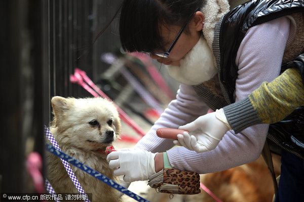 Stray dogs saved from meat market