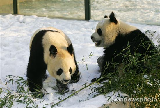 Snow brings joy to pandas