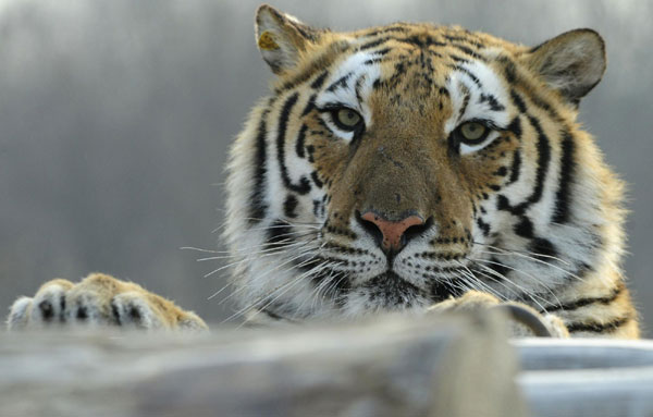 In photos: Siberian tigers in NE China