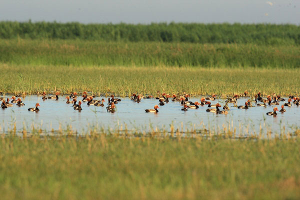 Tide of progress sees water levels fall