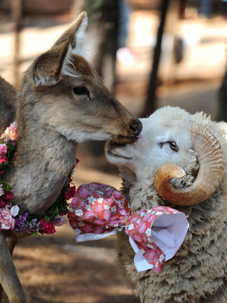 Ram, doe to tie the knot