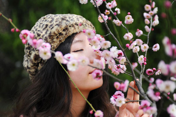 Plum blossoms herald coming of spring