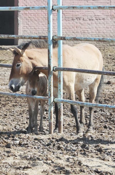 China sends endangered horses to Mongolia