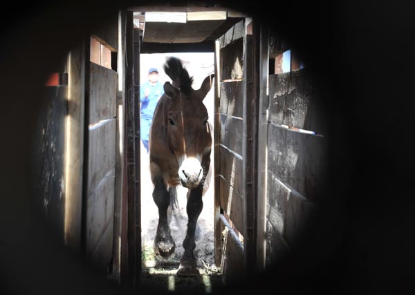 China sends endangered horses to Mongolia