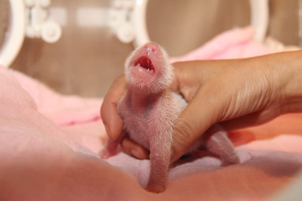 Female panda born in Sichuan