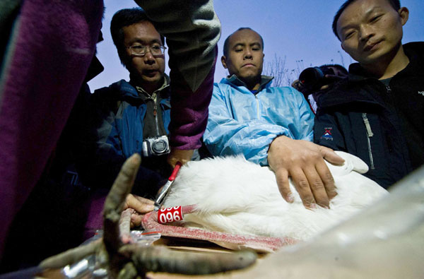 White cranes ready to go free after rescue