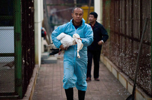 White cranes ready to go free after rescue