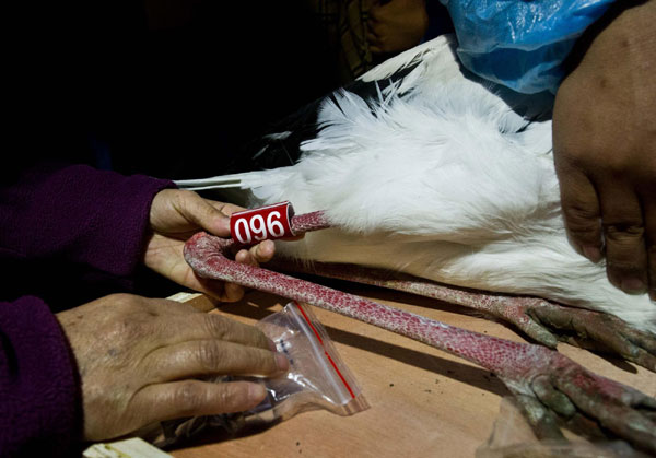 White cranes ready to go free after rescue