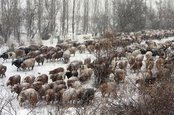 Herdsmen in Altay transfer herds to winter pastures
