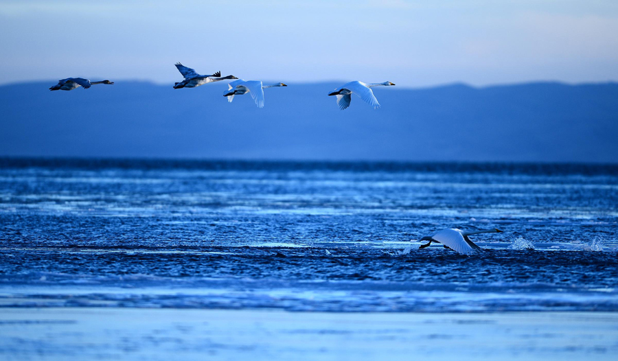 Qinghai Lake continues expanding