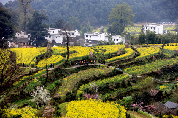 'Green hikers' in an ocean of flowers