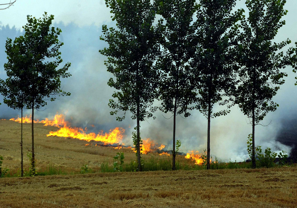 Farmers burn wheat stubble despite ban