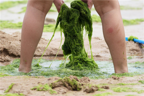 Fun with algae in E China