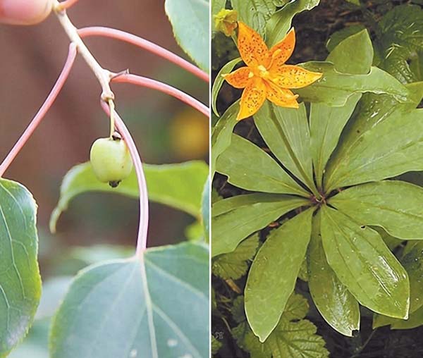 Endangered plants falling prey to visitors