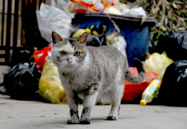 Stray animals requires government, civil support
